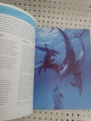 Guía para observar ballenas, delfines y marsopas