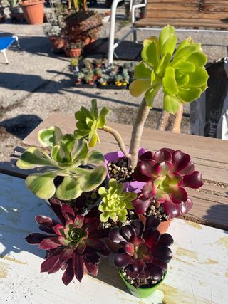 Lotto 6 Piante Aeonium