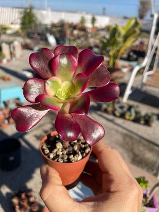 Lotto 6 Piante Aeonium