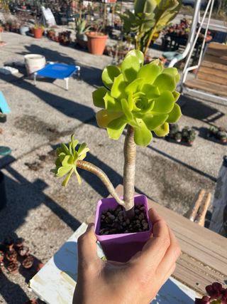 Lotto 6 Piante Aeonium