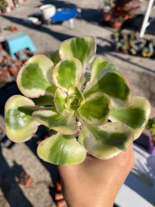 Lotto 6 Piante Aeonium