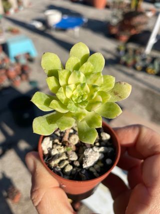 Lotto 6 Piante Aeonium