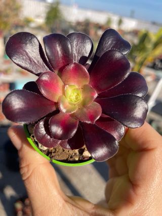 Lotto 6 Piante Aeonium
