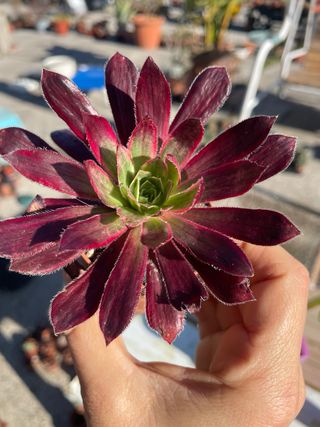 Lotto 6 Piante Aeonium