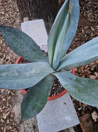 Agave Blue Flame Grande