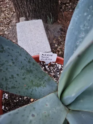 Agave Blue Flame Grande