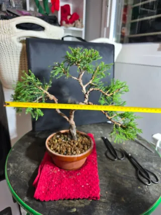 Bonsai de Junípero