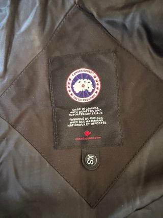 Canada goose