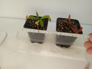 Pack 2 Nepenthes y 5 Drosera Capensis