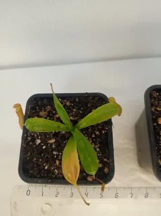 Pack 2 Nepenthes y 5 Drosera Capensis