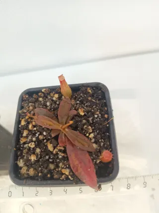 Pack 2 Nepenthes y 5 Drosera Capensis