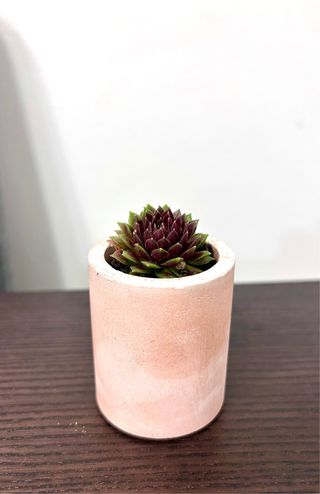 Souvenirs de macetas y plantas naturales