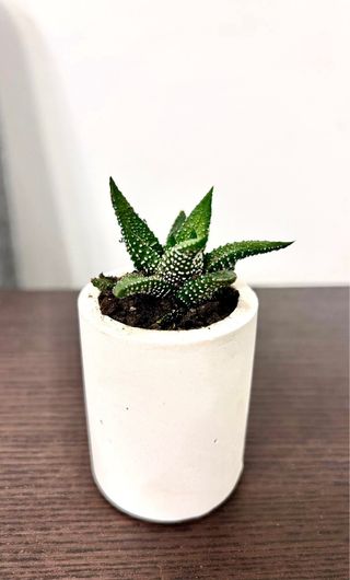 Souvenirs de macetas y plantas naturales