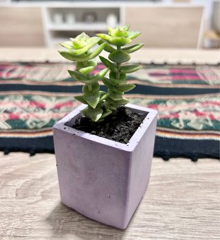 Souvenirs de macetas y plantas naturales