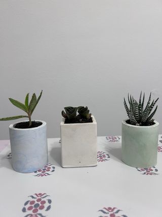 Souvenirs de macetas y plantas naturales