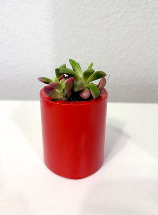 Souvenirs de macetas y plantas naturales