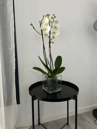 Lote de electrodomésticos y muebles