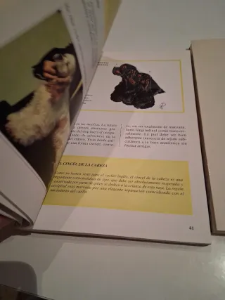 El Cocker Spaniel Ingles