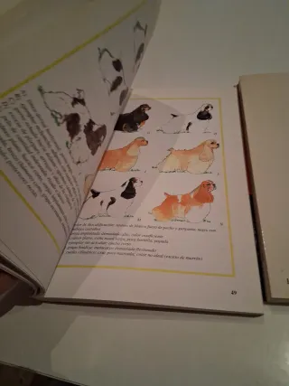 El Cocker Spaniel Ingles