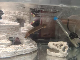 Pez dragón Polypterus senegalus