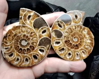 Ammonite Sezionata in 2 parti Madagascar
