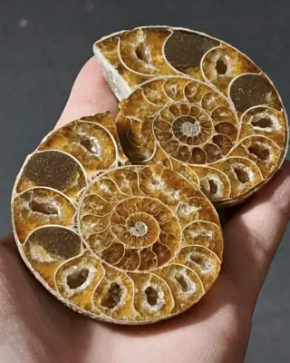 Ammonite Sezionata in 2 parti Madagascar