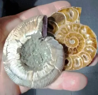 Ammonite Sezionata in 2 parti Madagascar
