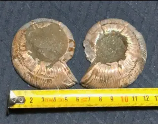 Ammonite Sezionata in 2 parti Madagascar