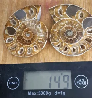 Ammonite Sezionata in 2 parti Madagascar