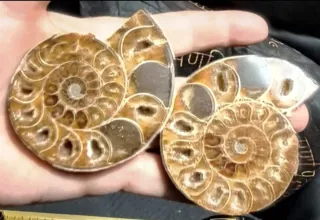 Ammonite Sezionata in 2 parti Madagascar