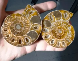 Ammonite Sezionata in 2 parti Madagascar