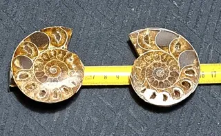 Ammonite Sezionata in 2 parti Madagascar