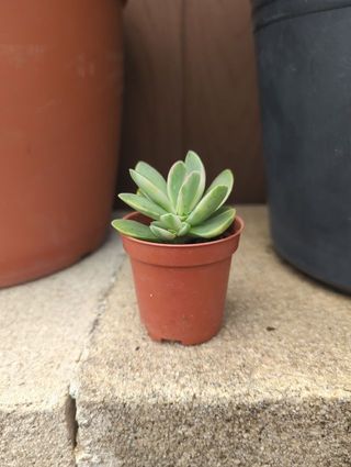 Planta suculenta en maceta