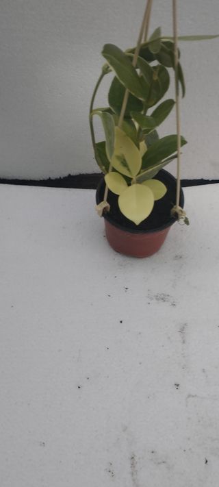 Hoya Australis Blondie Planta