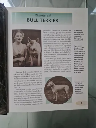 Bull Terrier (Excellence) (Spanish Edition)