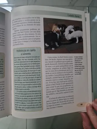 Bull Terrier (Excellence) (Spanish Edition)