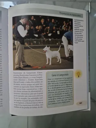 Bull Terrier (Excellence) (Spanish Edition)