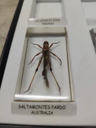 Saltamontes Pardo Australia