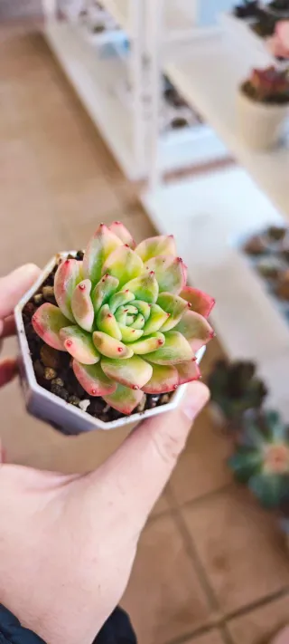 Echeveria Rajoya Variegata