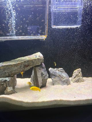 Acuario 150L con mueble negro