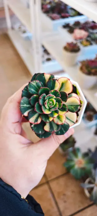 Echeveria Joan Daniels variegata