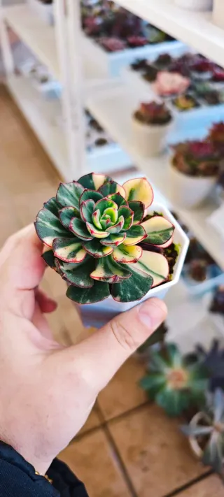 Echeveria Joan Daniels variegata
