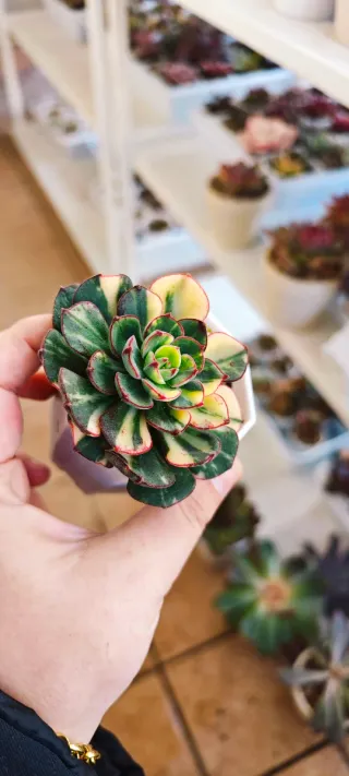 Echeveria Joan Daniels variegata