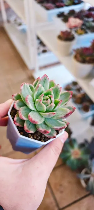 Echeveria Crystal Jenny Variegata