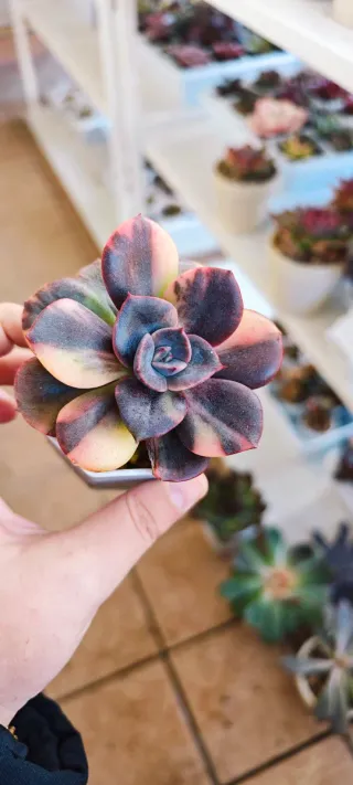 Echeveria Blue Metal Variegata