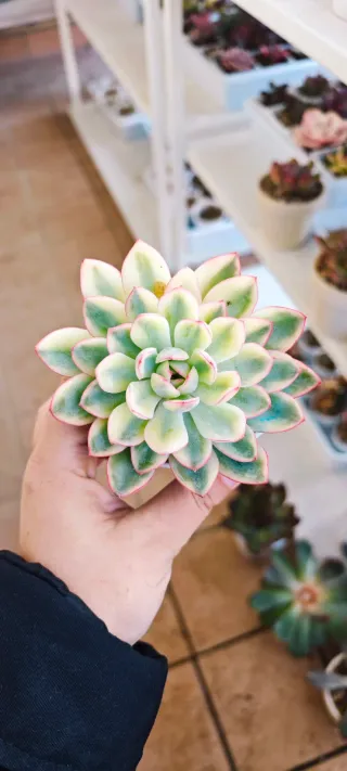 Echeveria Apus variegata