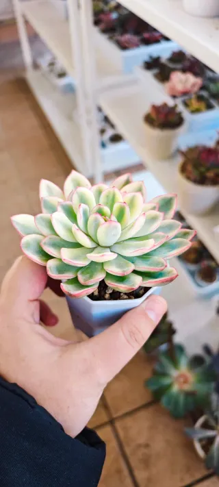 Echeveria Apus variegata