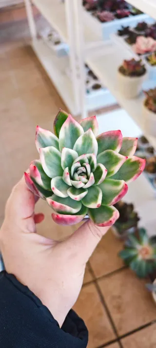 Echeveria Callisto variegata