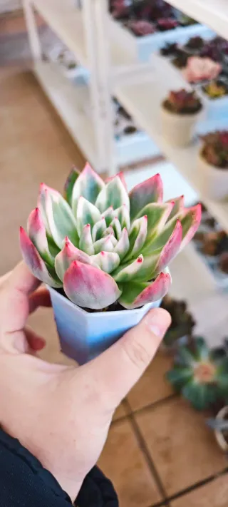 Echeveria Callisto variegata