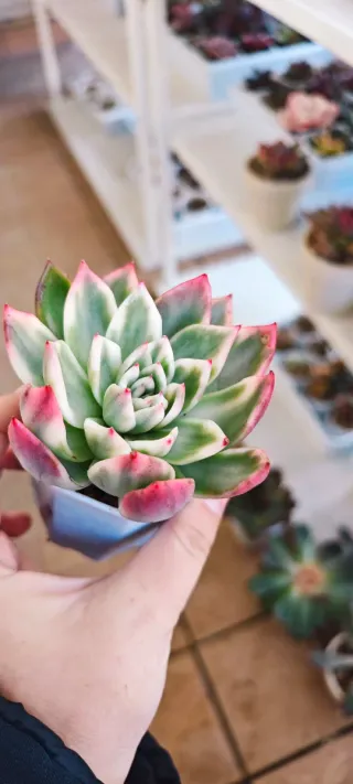 Echeveria Callisto variegata